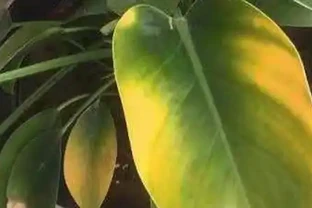 金鑽葉子發黃是怎麼回事？