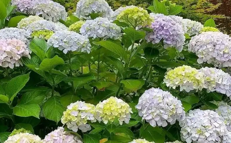 家庭養花，常備這3種肥，黃葉、盲花、腐根煩惱基本全沒了