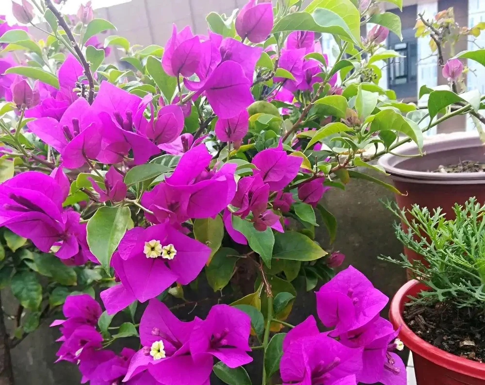 家庭養花，常備這3種肥，黃葉、盲花、腐根煩惱基本全沒了
