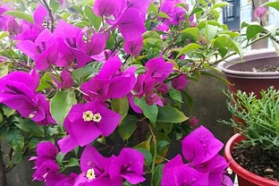 家庭養花，常備這3種肥，黃葉、盲花、腐根煩惱基本全沒了
