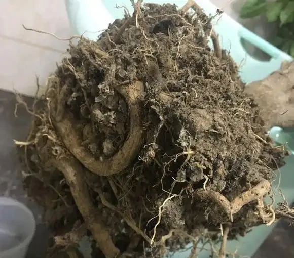 幸福樹葉子掉光還能活嗎？