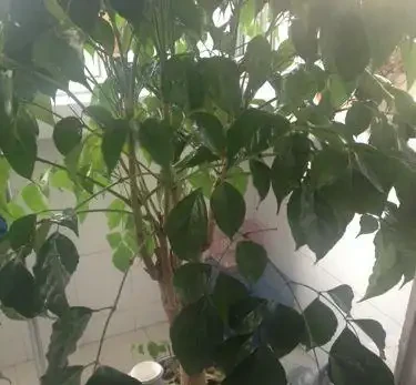幸福樹葉子掉光還能活嗎？