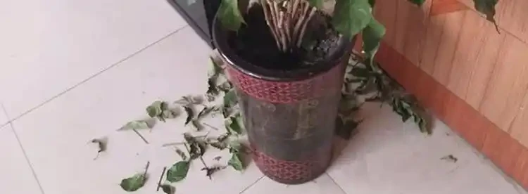 幸福樹葉子掉光還能活嗎？