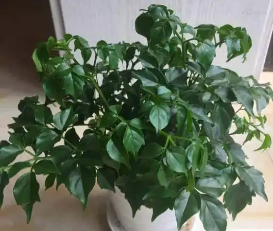 幸福樹葉子掉光還能活嗎？