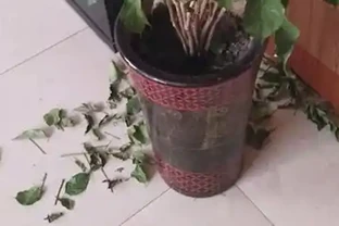 幸福樹葉子掉光還能活嗎？