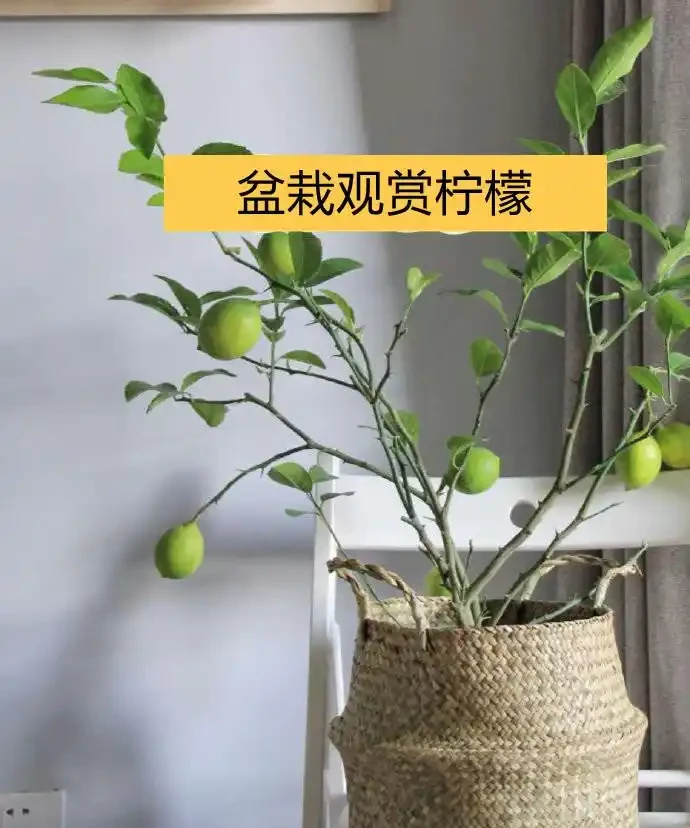 聰明人在客廳擺綠植,首選這9種,好看又好養,室內更加溫馨活潑