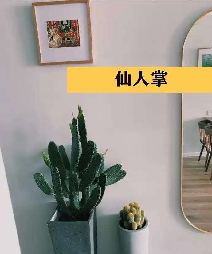 聰明人在客廳擺綠植,首選這9種,好看又好養,室內更加溫馨活潑
