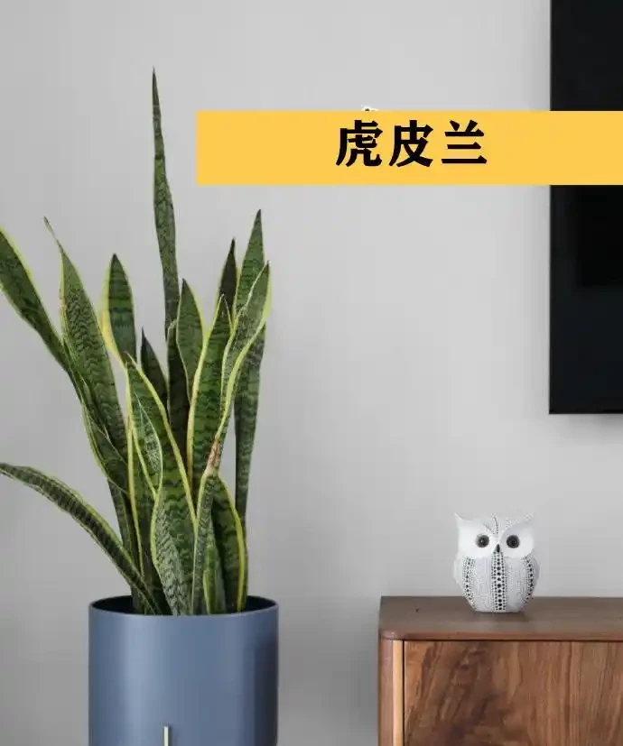 聰明人在客廳擺綠植,首選這9種,好看又好養,室內更加溫馨活潑