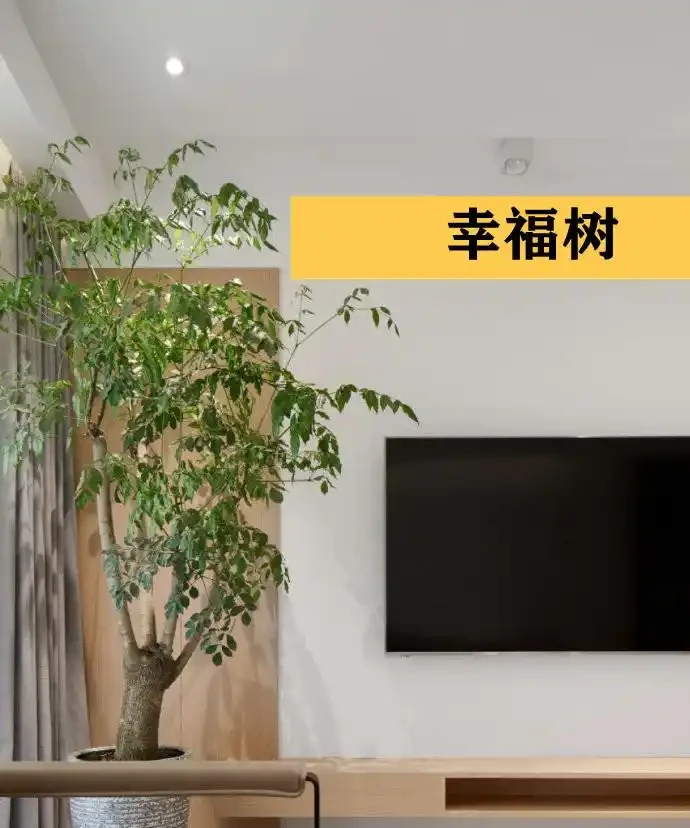 聰明人在客廳擺綠植,首選這9種,好看又好養,室內更加溫馨活潑