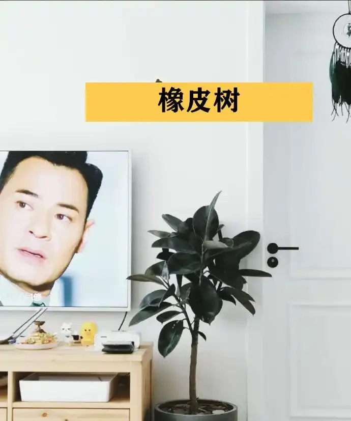 聰明人在客廳擺綠植,首選這9種,好看又好養,室內更加溫馨活潑