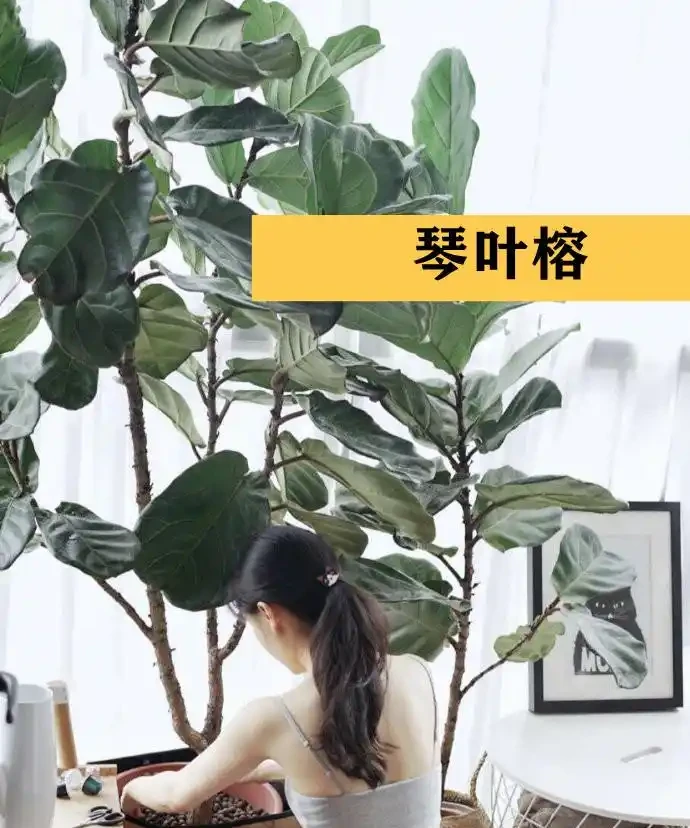 聰明人在客廳擺綠植,首選這9種,好看又好養,室內更加溫馨活潑