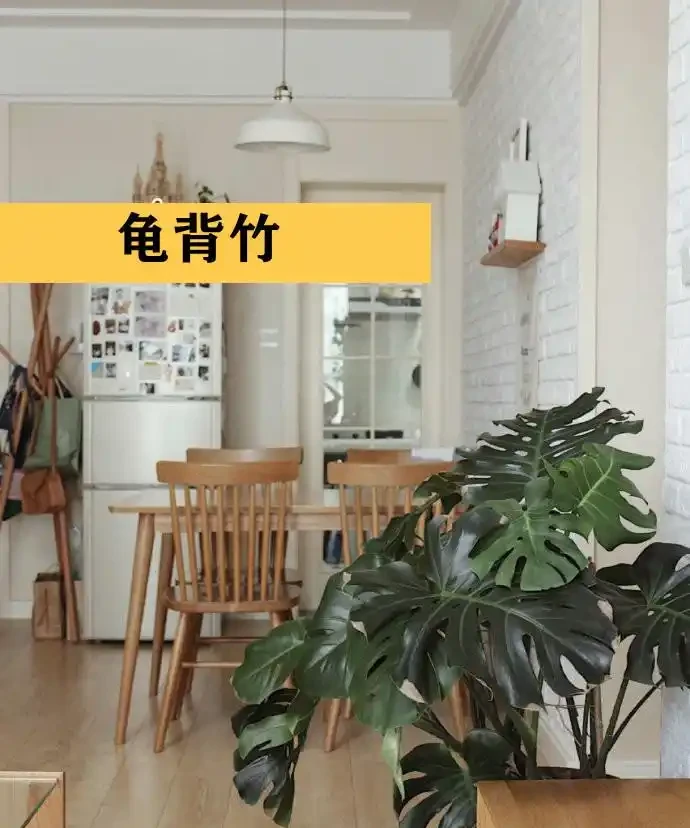 聰明人在客廳擺綠植,首選這9種,好看又好養,室內更加溫馨活潑