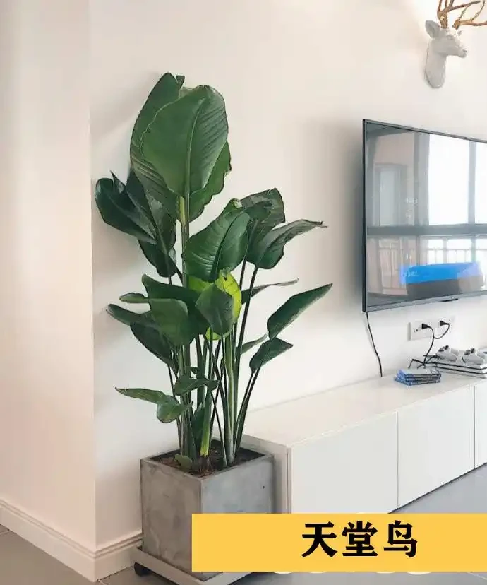 聰明人在客廳擺綠植,首選這9種,好看又好養,室內更加溫馨活潑