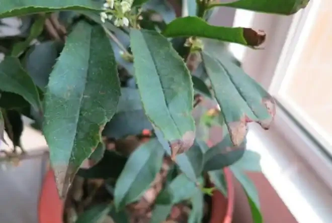 木樨葉片邊緣焦枯，告訴你3個原因，養護避免就可以葉片常綠