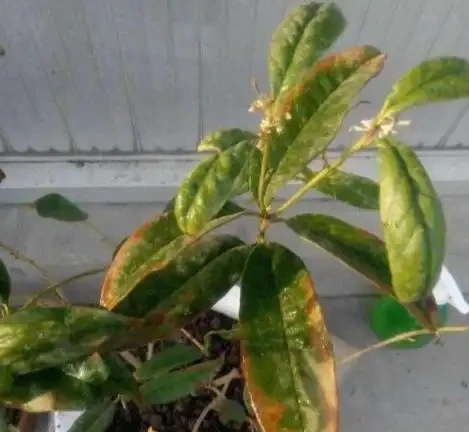 木樨葉片邊緣焦枯，告訴你3個原因，養護避免就可以葉片常綠