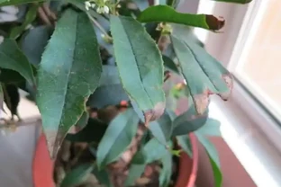 木樨葉片邊緣焦枯，告訴你3個原因，養護避免就可以葉片常綠