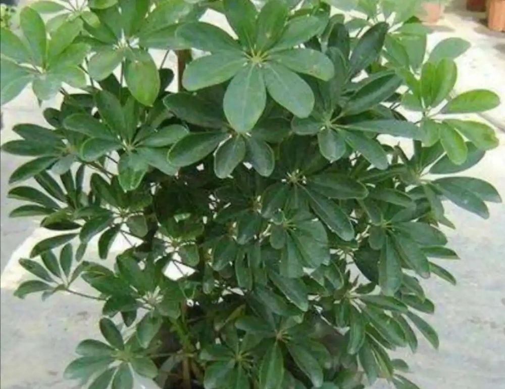 養鴨腳木，別隻澆水，另外多做4件事，長得枝葉繁茂