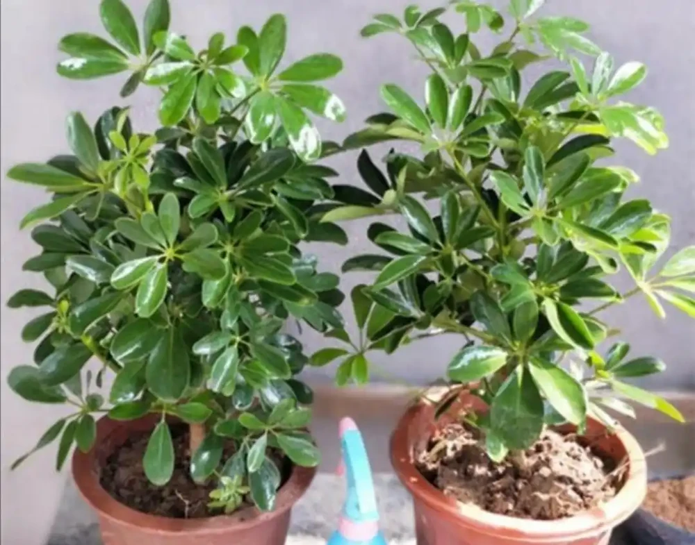 養鴨腳木，別隻澆水，另外多做4件事，長得枝葉繁茂
