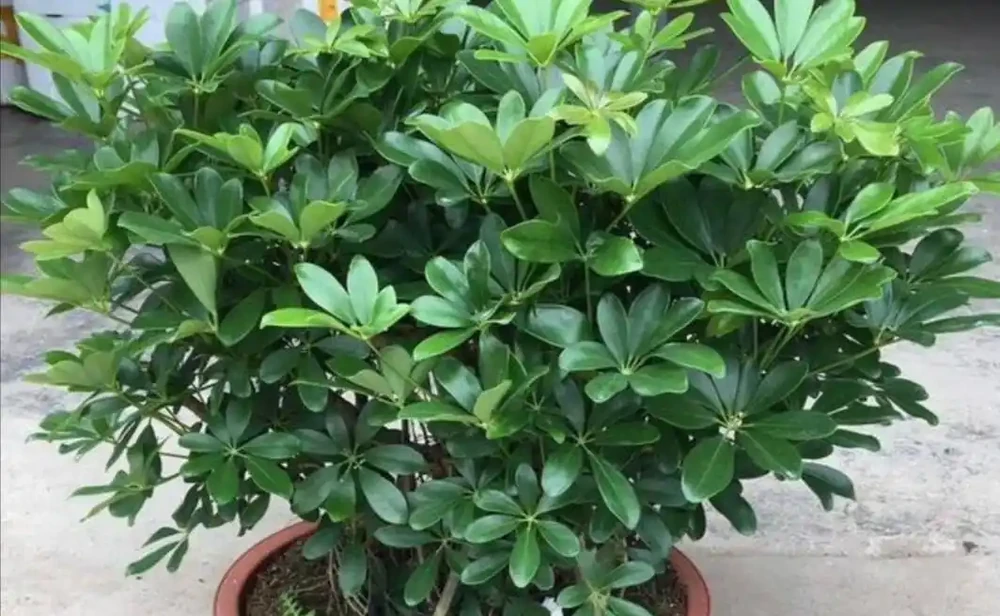 養鴨腳木，別隻澆水，另外多做4件事，長得枝葉繁茂