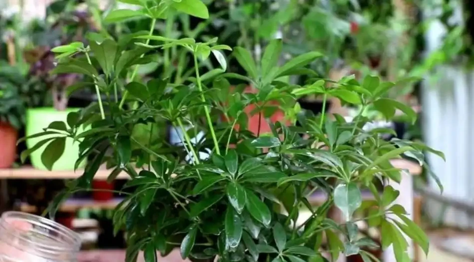 養鴨腳木，別隻澆水，另外多做4件事，長得枝葉繁茂
