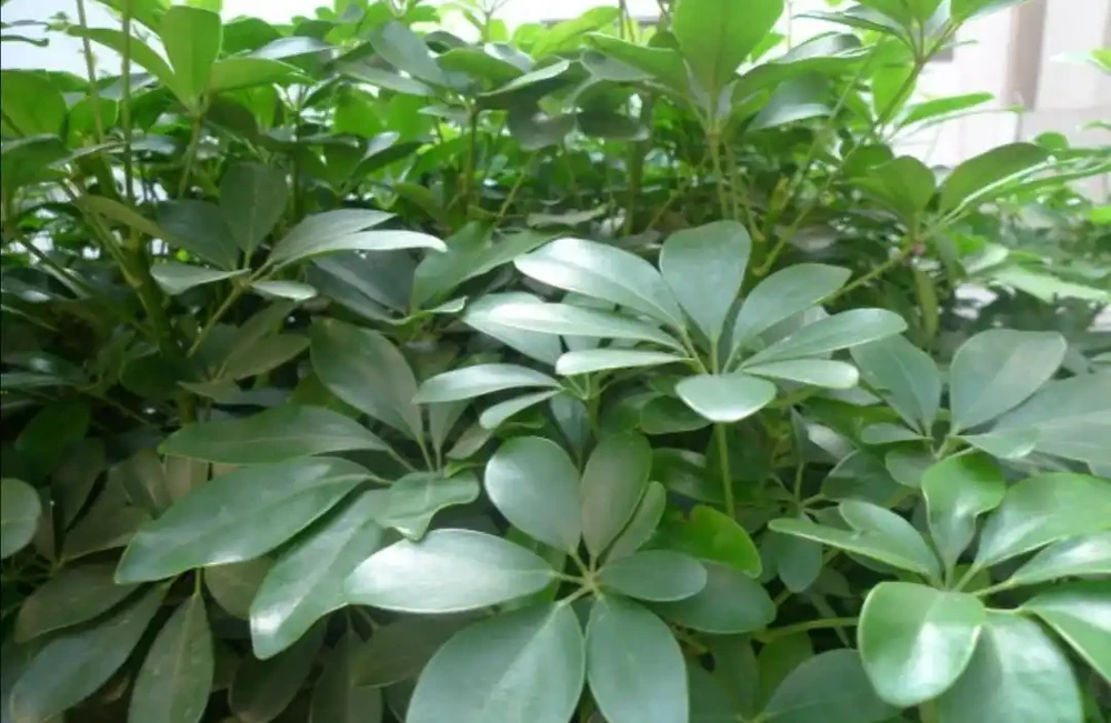 養鴨腳木，別隻澆水，另外多做4件事，長得枝葉繁茂
