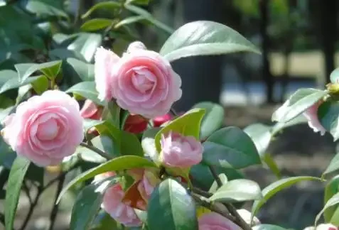 茶花落葉成光桿,從三點找原因,讓它葉片油綠繁茂,才能開花滿盆