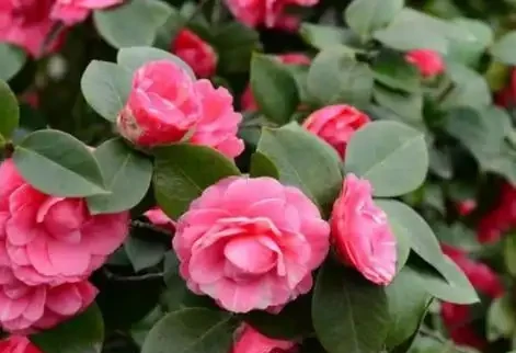 茶花落葉成光桿,從三點找原因,讓它葉片油綠繁茂,才能開花滿盆