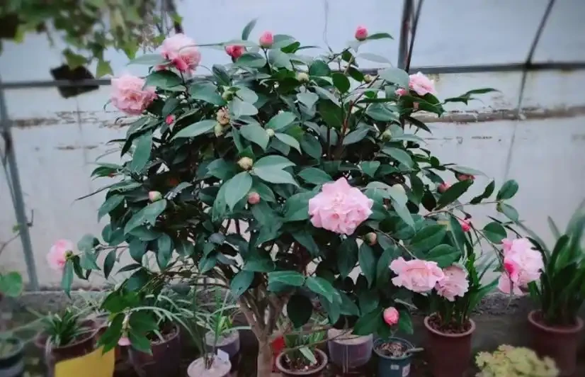 茶花落葉成光桿,從三點找原因,讓它葉片油綠繁茂,才能開花滿盆