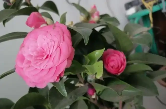茶花落葉成光桿,從三點找原因,讓它葉片油綠繁茂,才能開花滿盆