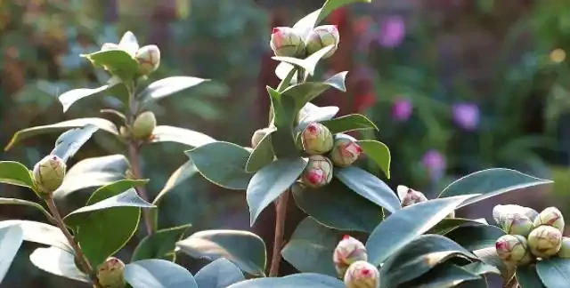茶花落葉成光桿,從三點找原因,讓它葉片油綠繁茂,才能開花滿盆