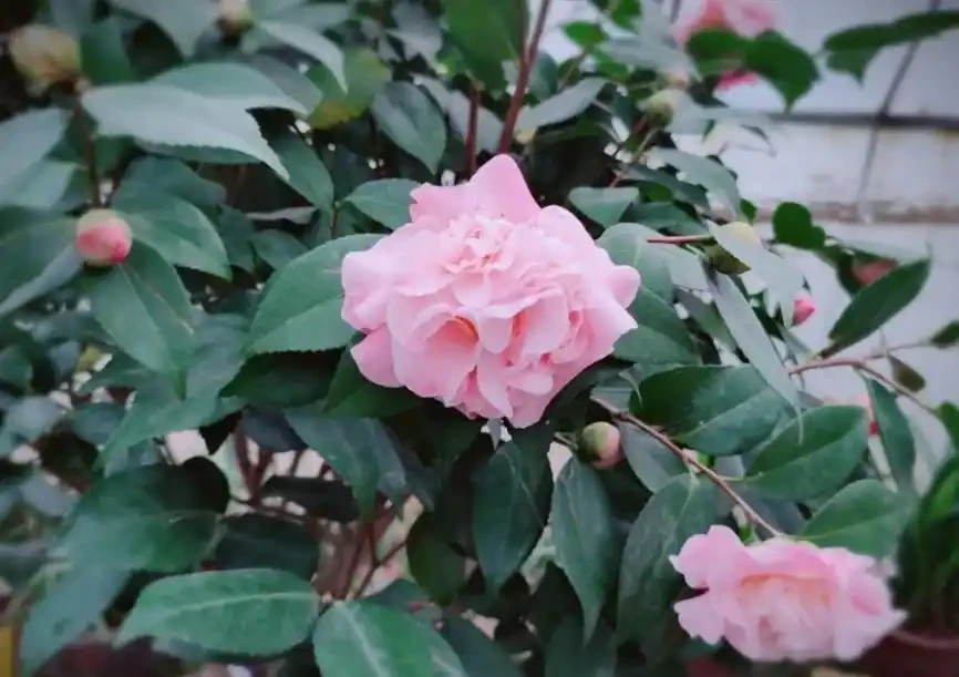 茶花落葉成光桿,從三點找原因,讓它葉片油綠繁茂,才能開花滿盆