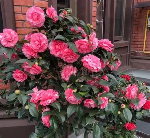 茶花落葉成光桿,從三點找原因,讓它葉片油綠繁茂,才能開花滿盆