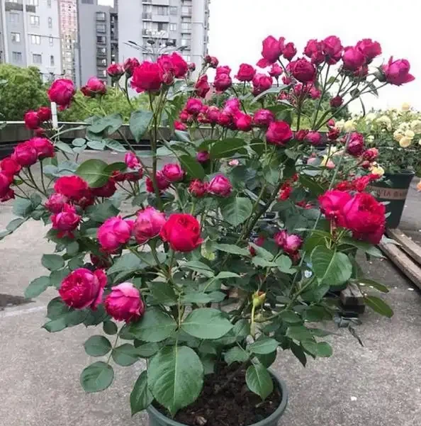 盆栽小玫瑰到手一天就蔫了,怎麼破?做好4點安心看花