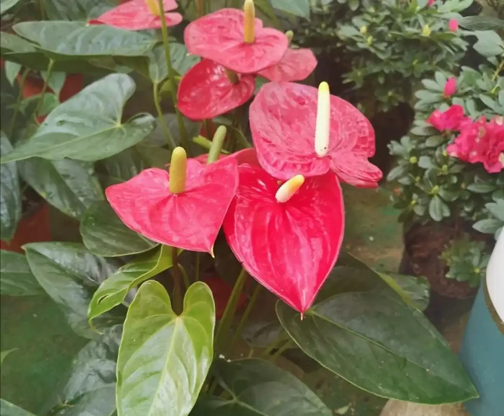 家中養花,自己製作「營養液」,養啥花都旺盛