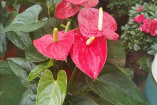 家中養花，自己製作「營養液」，養啥花都旺盛