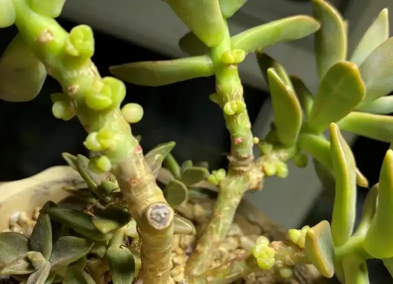 多肉一直獨杆單頭?6個小方法,輕鬆發側芽,獨苗變群生