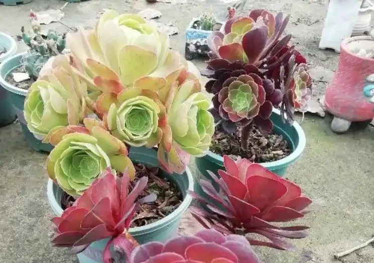 多肉一直獨杆單頭?6個小方法,輕鬆發側芽,獨苗變群生