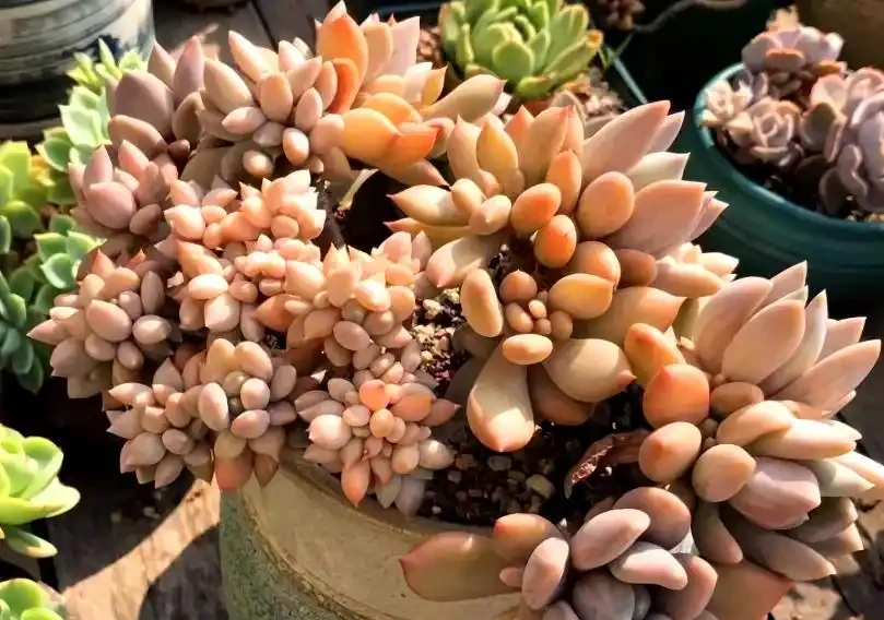 多肉一直獨杆單頭?6個小方法,輕鬆發側芽,獨苗變群生