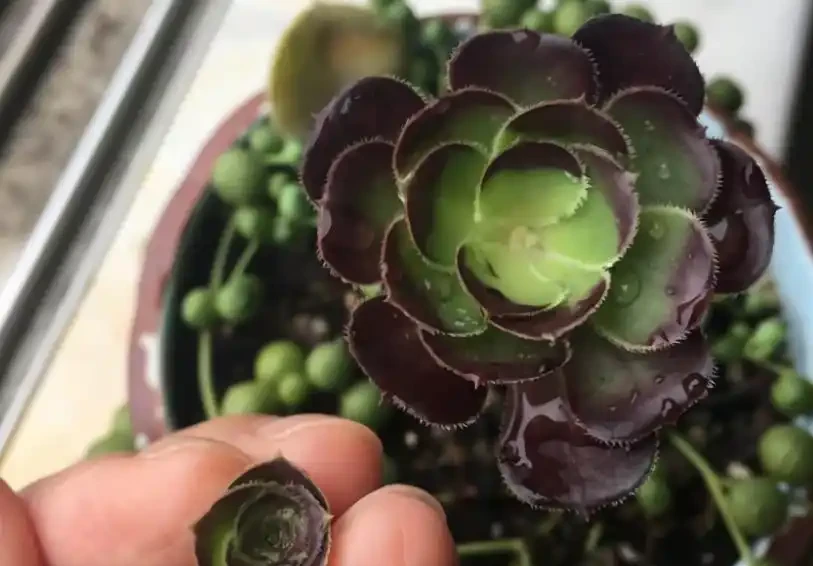 多肉一直獨杆單頭?6個小方法,輕鬆發側芽,獨苗變群生