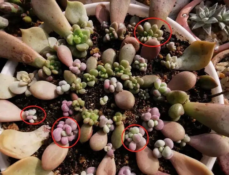 多肉一直獨杆單頭?6個小方法,輕鬆發側芽,獨苗變群生