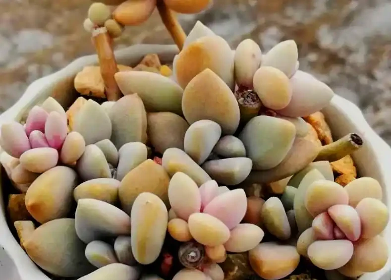 多肉一直獨杆單頭?6個小方法,輕鬆發側芽,獨苗變群生