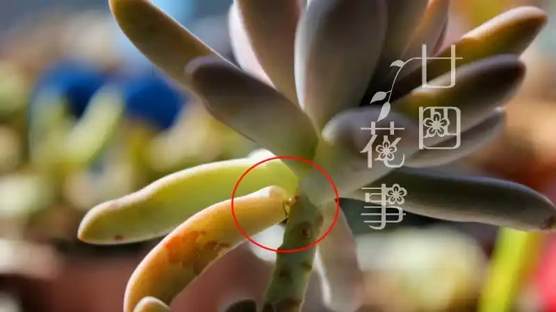 多肉一直獨杆單頭?6個小方法,輕鬆發側芽,獨苗變群生