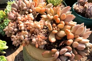 多肉一直獨杆單頭？6個小方法，輕鬆發側芽，獨苗變群生