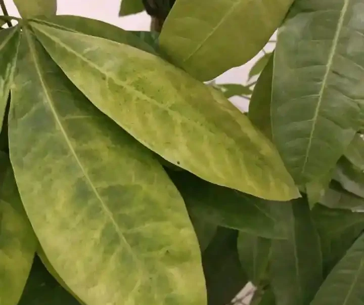發財樹葉子一碰就掉要怎麼補救?