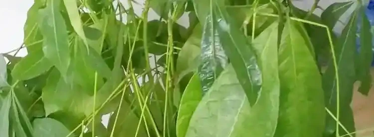 發財樹葉子一碰就掉要怎麼補救?