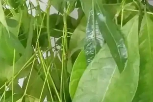 發財樹葉子一碰就掉要怎麼補救？