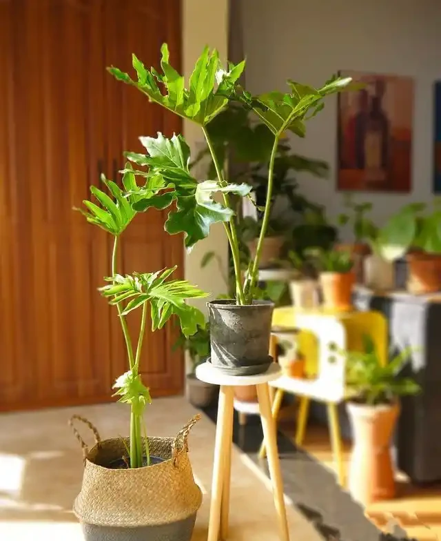 16種耐陰花,就算陽光不足,也能年年生長、開花