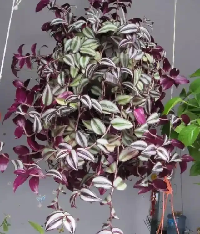 16種耐陰花,就算陽光不足,也能年年生長、開花