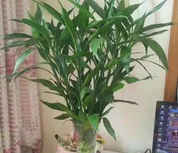 16種耐陰花,就算陽光不足,也能年年生長、開花