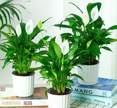 16種耐陰花,就算陽光不足,也能年年生長、開花